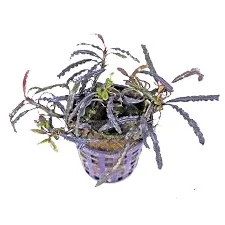 BUCEPHALANDRA BLACK VENTII B1