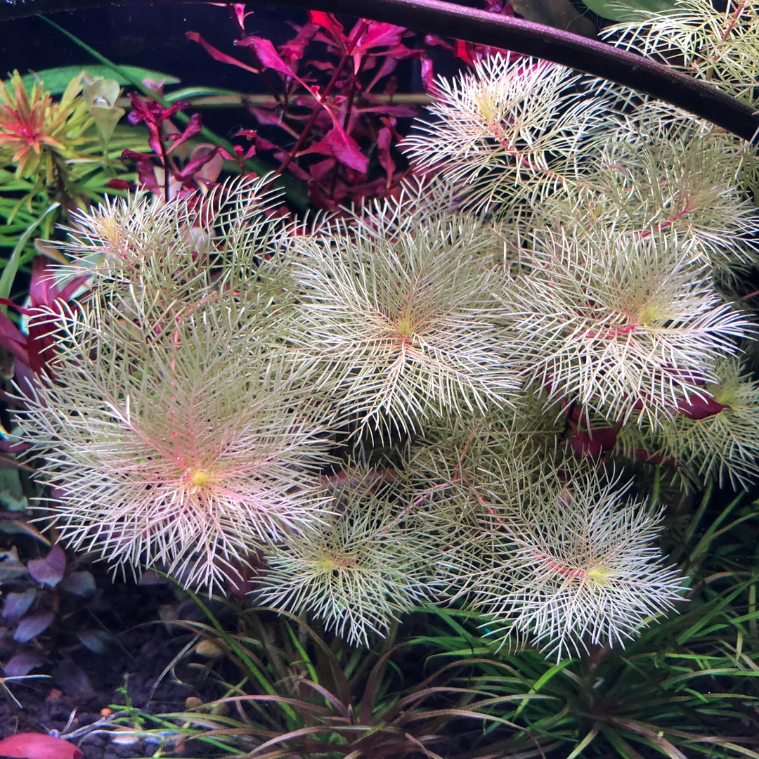 MYRIOPHYLLUM SP WHITE