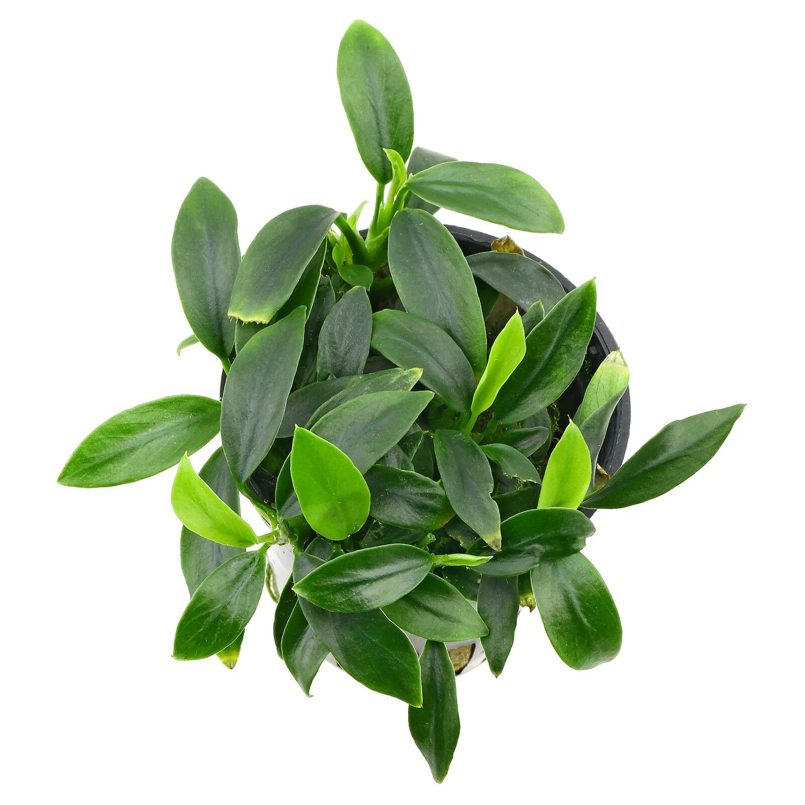 ANUBIA PANGOLINO