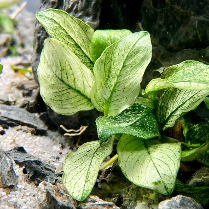 ANUBIA PINTO