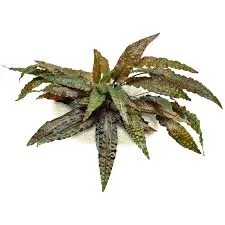 CRYPTOCORYNE WENDTII TROPICA