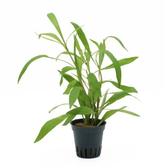 HYGROPHILA SALICIFOLIA EMERGIDA