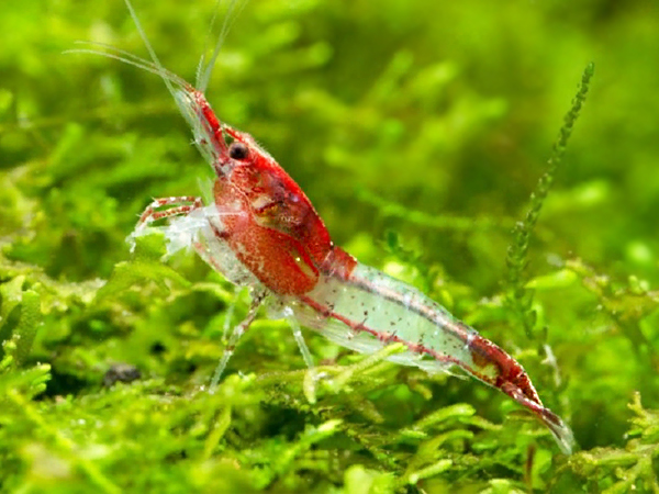 Camaron Red Rilli