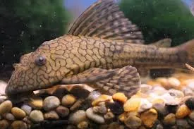 Hypostomus Faveolus l37