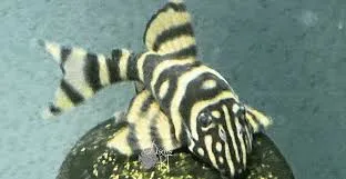 Panaqolus Claustellifer L306