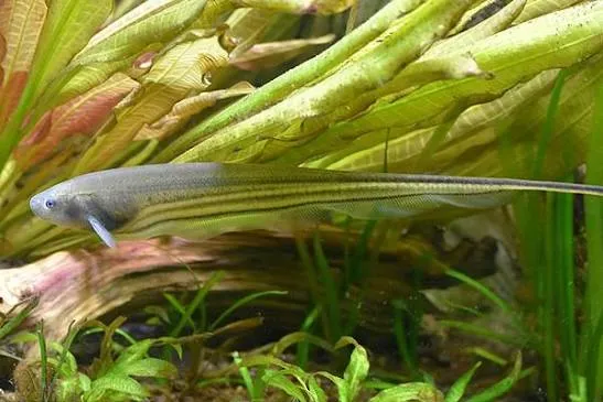 Pez Cuchillo Verde