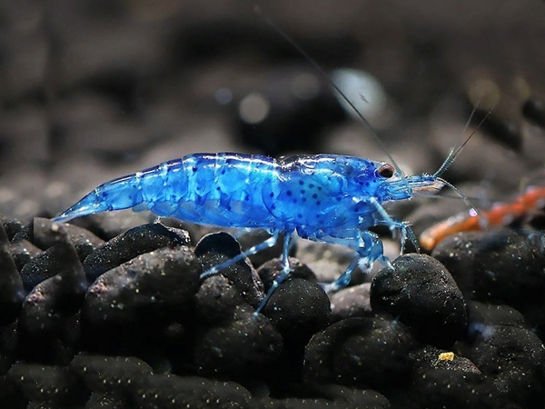 Camarón Blue Velvet