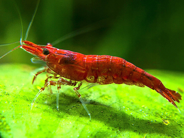 Camarón Red Cherry