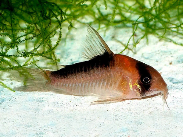 Hoplisoma Adolfoi (Ex Coridora Adolfoi)