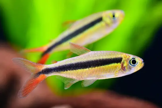 Tetra Pinguino de Cola Roja