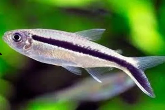 Tetra Pinguino