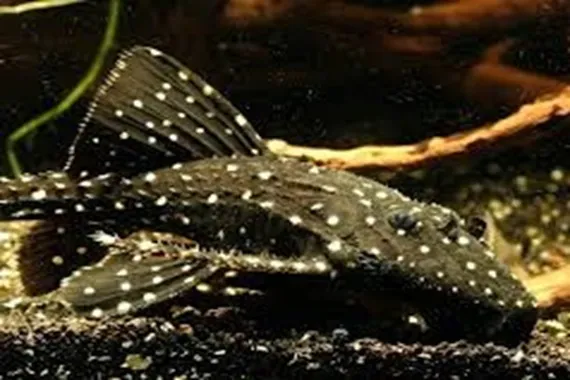 Acanthicus adonis