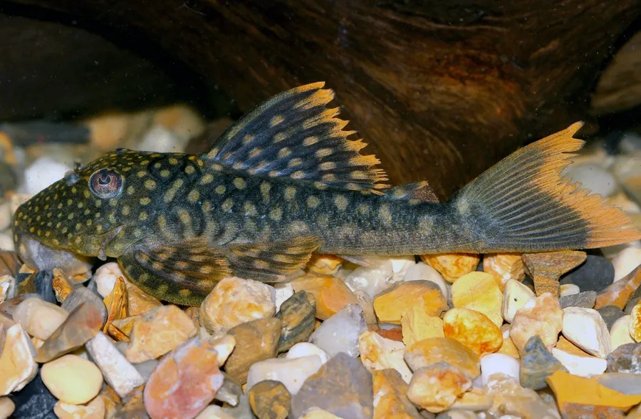 Pleco de Aletas Naranjas L106