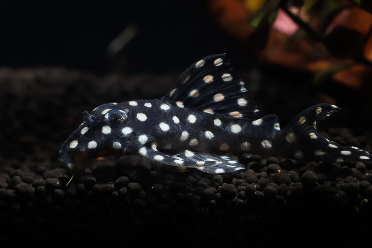 Pleco Inspector Show L471