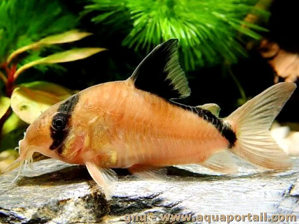 Hoplisoma Metae(Ex Coridora Metae)