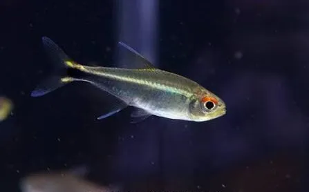 Tetra Púrpura Río Metae