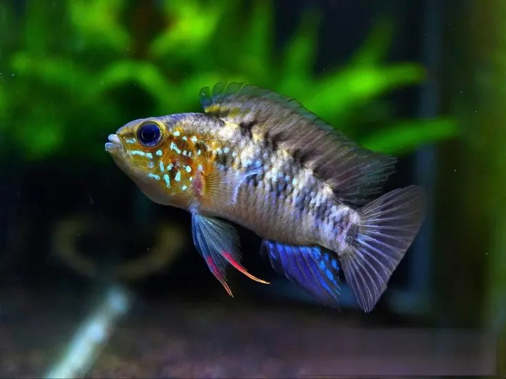 Apistogramma D37 Casal