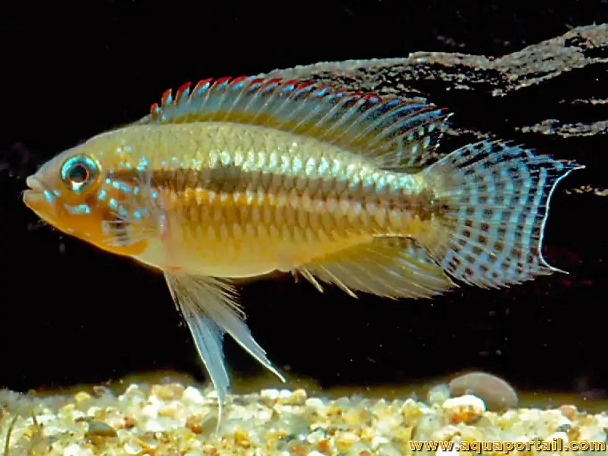 Apistogramma Paucisquamis