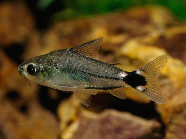 Gastrodermus Hastatus (Ex Coridora enana)