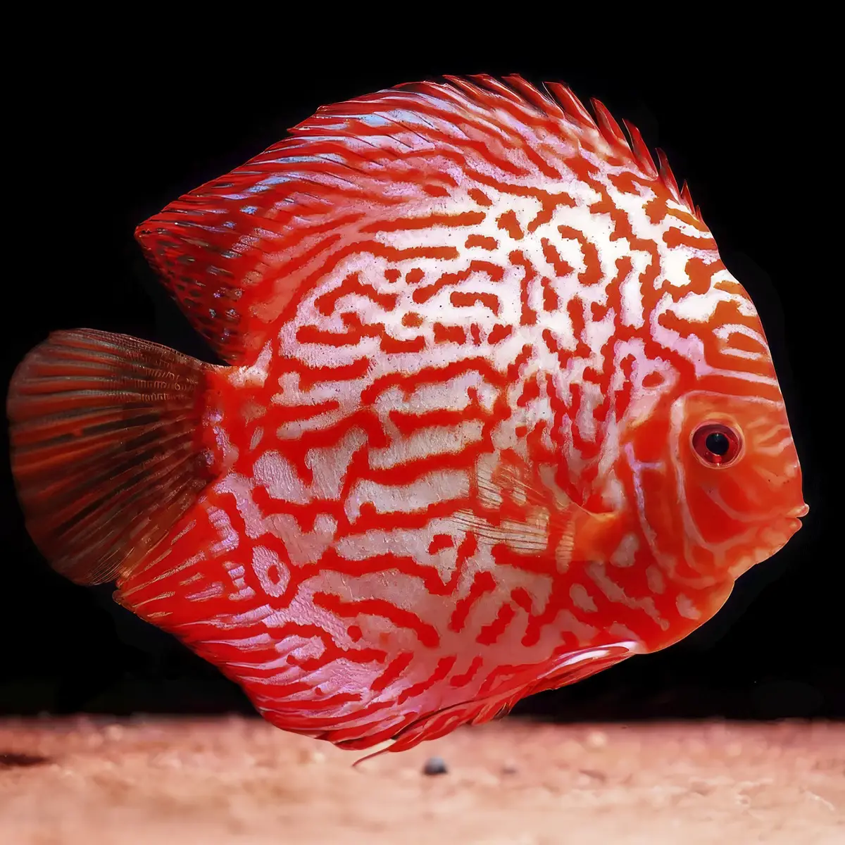 Discus Stardust Grado A