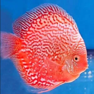 Discus Stardust Red