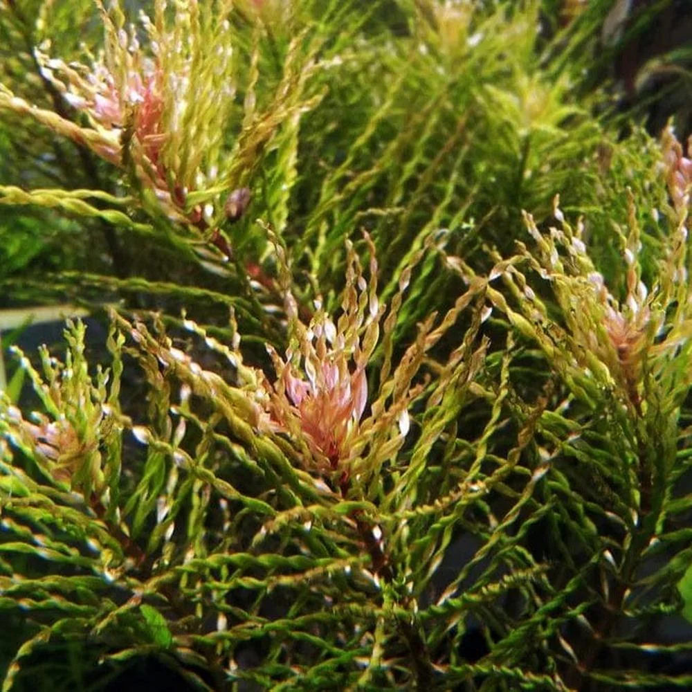 LUDWIGIA INCLINATA CURLY