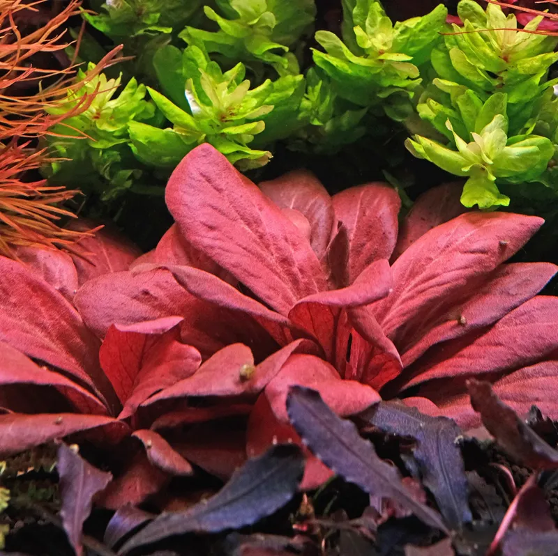 Samolus parviflorus 'Red'
