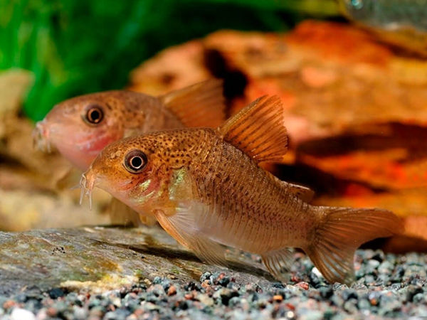 Hoplisoma Polistictum (Ex coridora polystictus)