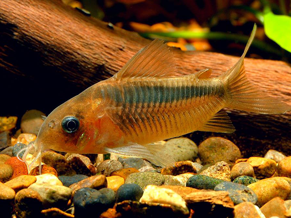 Osteogater Rabauti (Ex Coridora Rabauti)