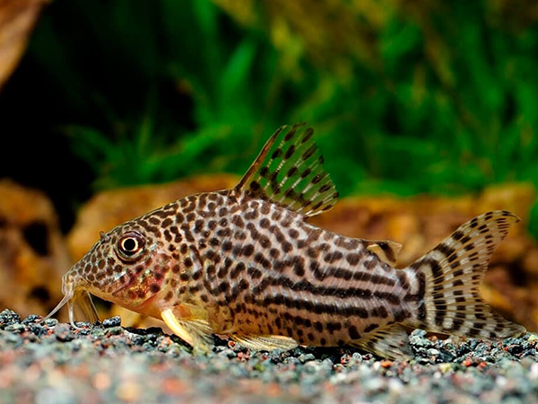 Hoplisoma Sterbai (Ex Coridora Sterbai)