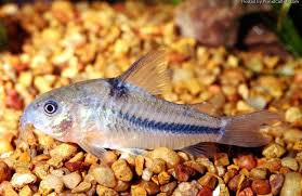 Hoplisoma Nathereri (Ex Coridora Nathereri)