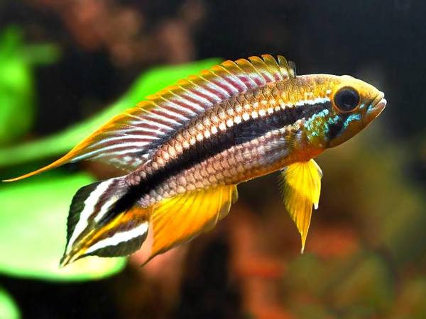 Apistogramma Agassizi Fire Red Casal