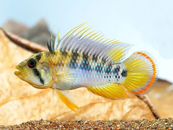 Apistogramma Baenshi Inka Trio