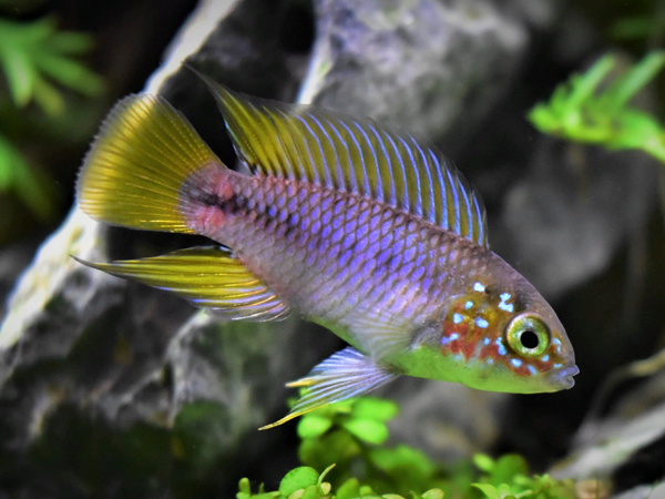 Apistogramma Borelli Cas Opal cara roja Casal