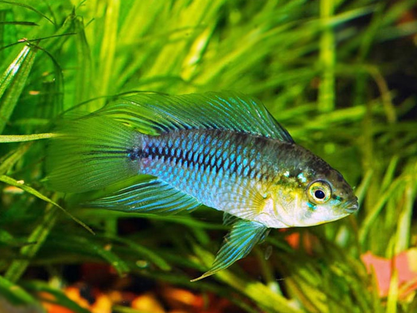 Apistogramma Borellii