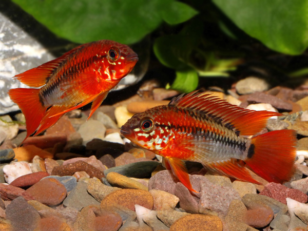 Apistogramma Mac Masteri