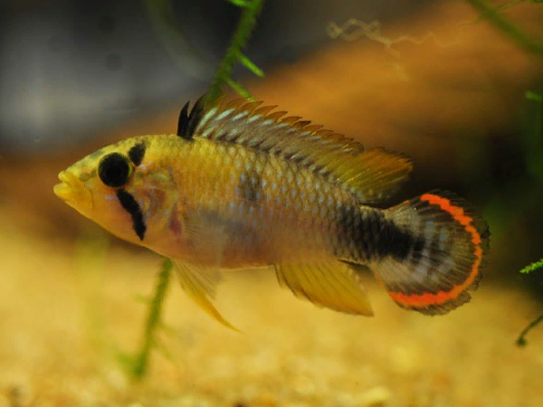 Apistogramma Panduro Hembra