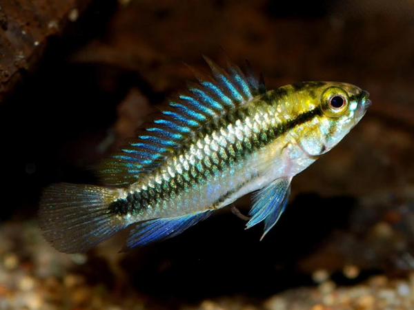 Apistogramma TrifaSciata
