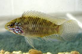 Apistogramma Combrae casal