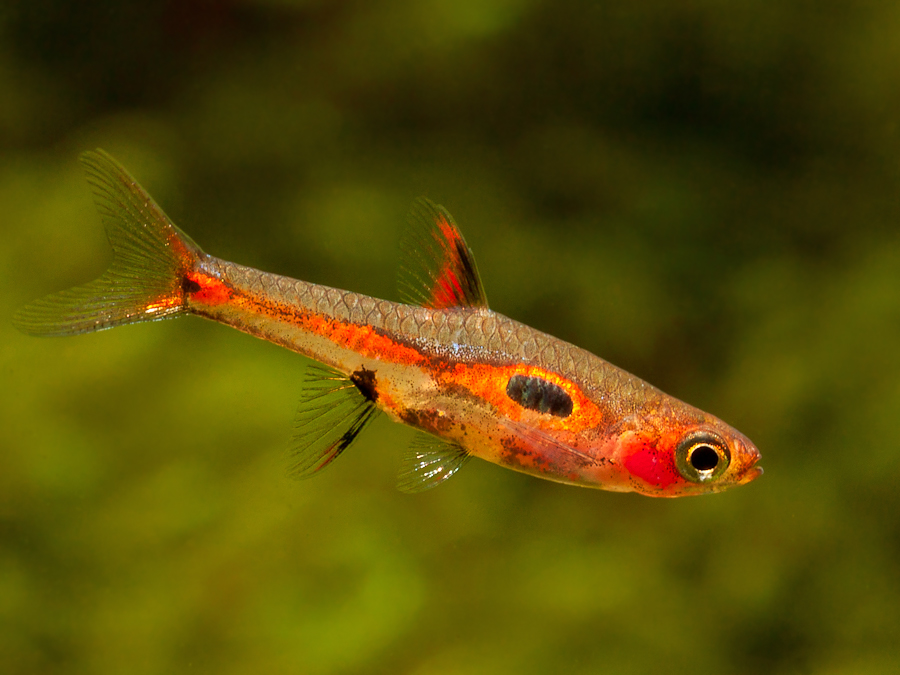 Boraras Merah