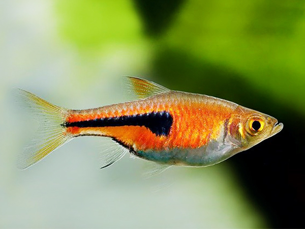 Rasbora Espei