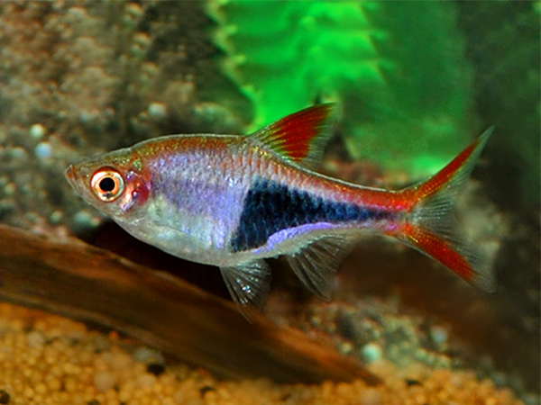 Rasbora Arlequín