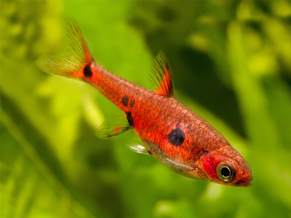 Rasbora Maculatus
