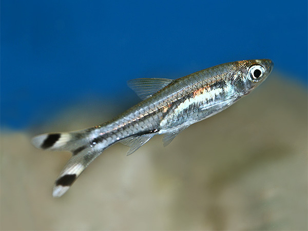 Rasbora Trilineata