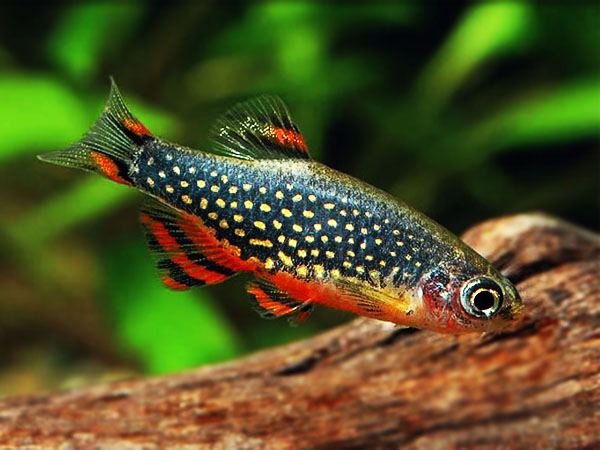 MicroRasbora Galaxi