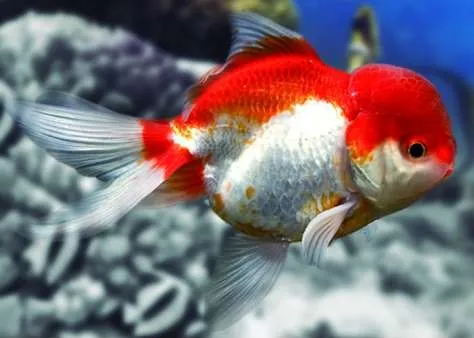Oranda Rojo y Blanco