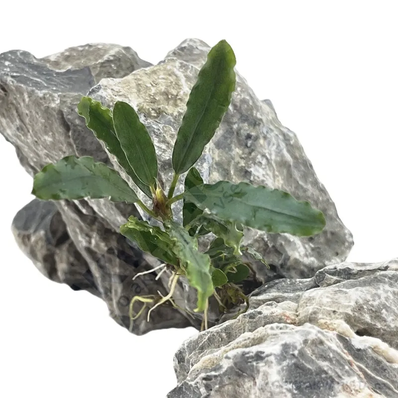 BUCEPHALANDRA ANGEL TEARS B5