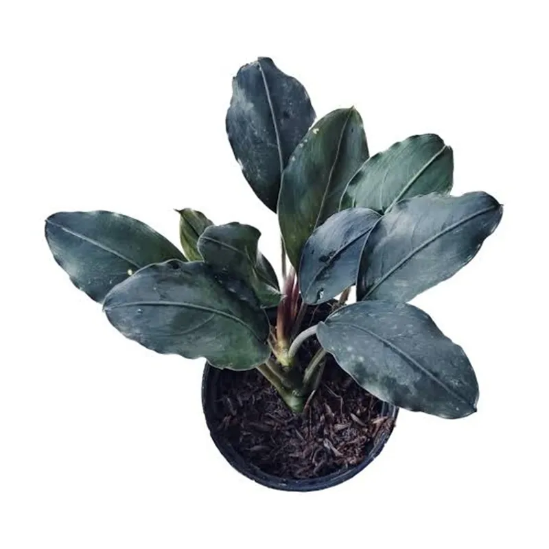 BUCEPHALANDRA GIGANTEA B6