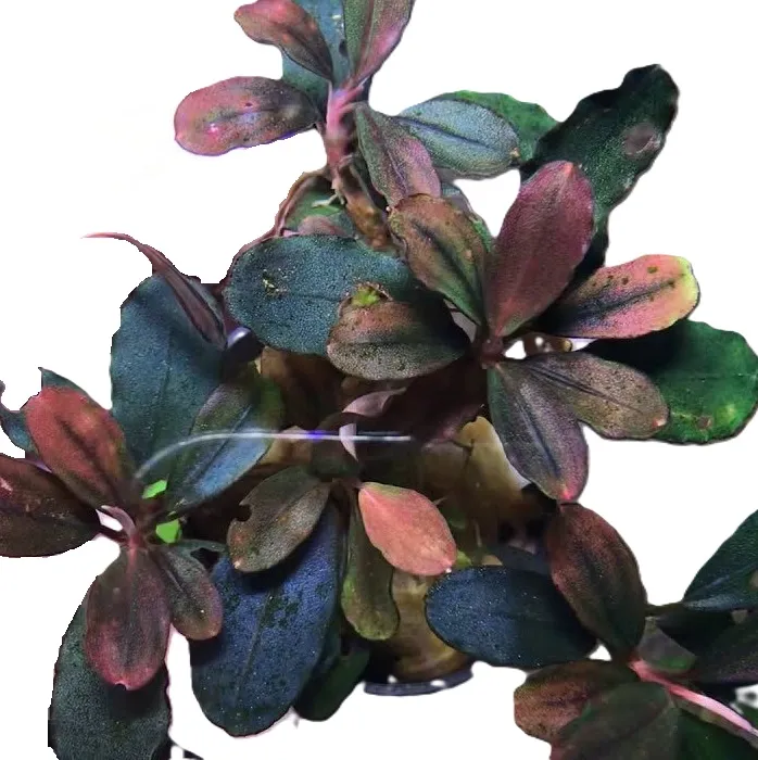 BUCEPHALANDRA RED PURPLE B11