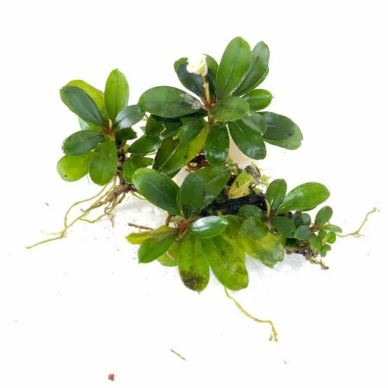 BUCEPHALANDRA VENUS B7